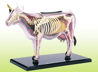 動物解剖・牛（うし）モデル COW