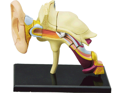 耳解剖モデル（完成）