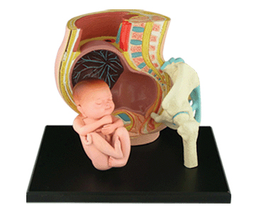 妊娠解剖モデル （赤ちゃんだけでも取り外せます）