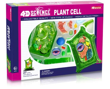 植物細胞モデル