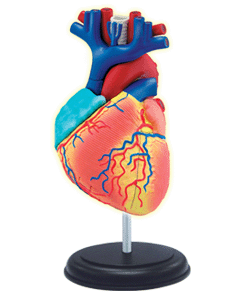 心臓解剖モデル（完成）