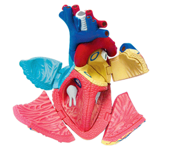 心臓解剖モデル（主な部品）