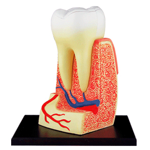 歯根解剖モデル（完成）