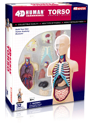 人体解剖模型・立体パズル　4D VISION HUMAN Anatomy