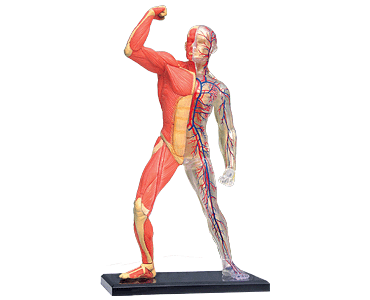 ؓEiZbg Human Muscle & Skeleton Model@