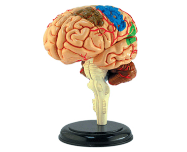脳解剖モデル（完成）