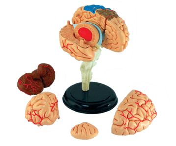 脳解剖モデル（主な部品）