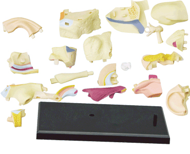 耳解剖モデル （主な部品）