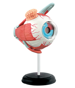 眼球解剖モデル（完成）