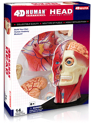 頭部解剖モデル ＨＥＡＤ（人体解剖模型・立体パズル　4D VISION HUMAN Anatomy）