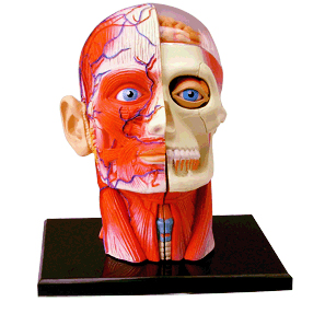 頭部解剖モデル（完成）