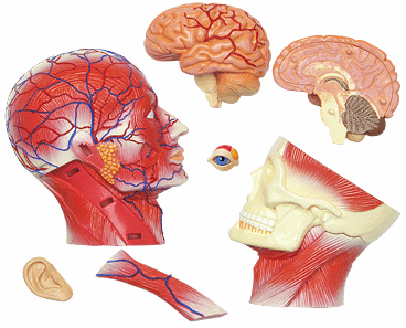 頭部解剖モデル（主な部品）
