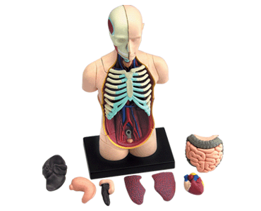 胴体解剖モデル（組立中）