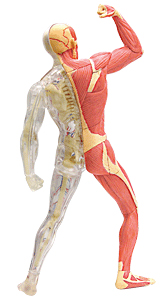 筋肉と骨格モデル（後ろ姿）