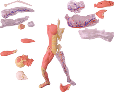 筋肉と骨格モデル（主な部品）