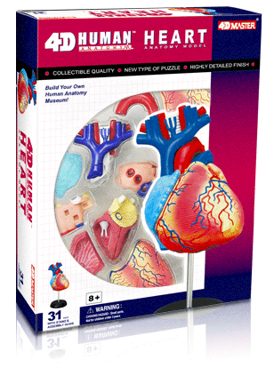 心臓解剖モデル