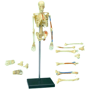 全身骨格解剖モデル（上から組み立てるのがコツ？！）