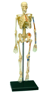 全身骨格解剖モデル（完成）