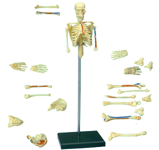 全身骨格解剖モデル（主な部品）