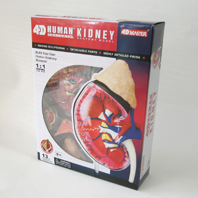腎臓＆腎小体解剖モデル Kidney
