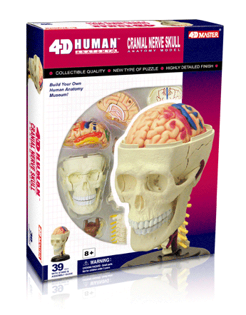頭蓋骨解剖モデル