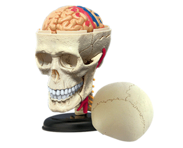 頭蓋骨解剖モデル （脳の部分もあります）
