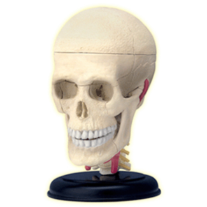 頭蓋骨解剖モデル（完成）